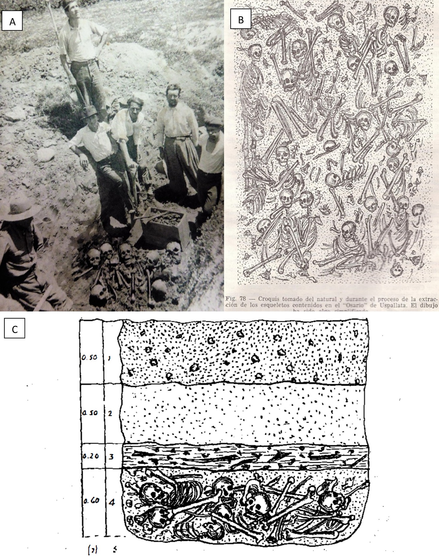 A) Foto de la excavación y del investigador C. Rusconi. 10 de febrero de 1939 (Foto por gentileza de Estela Rusconi); B) Esquema del osario dibujado por Rusconi (1962a: Figura 78); C) Perfil geológico donde se encuentra el entierro (Rusconi, 1962b: Figura 77).